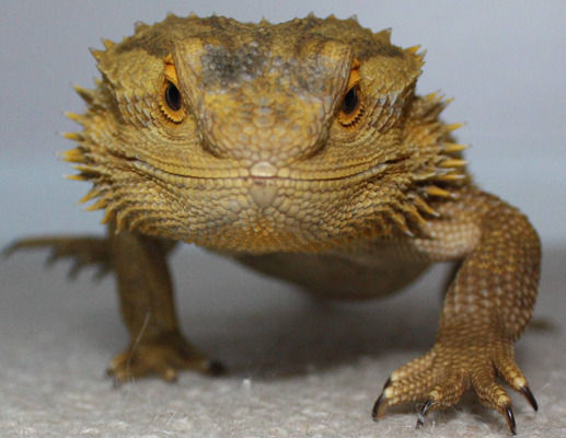 Hungry looking bearded dragon