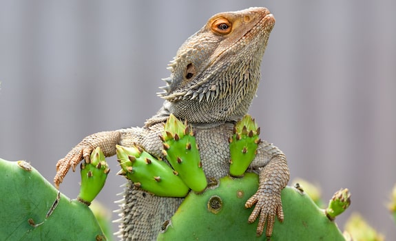 Live plants in bearded dragon tank hotsell