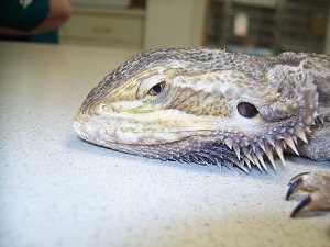 Lethargic Bearded Dragon