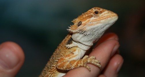 Man handling bearded dragon