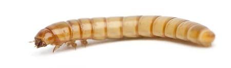 Mealworm