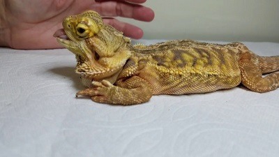 Metabolic Bone Disease in Bearded Dragons