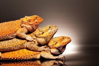 Multiple Bearded Dragons In Same Tank