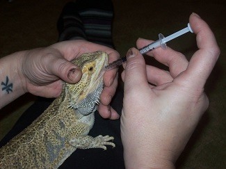 Owner Giving Bearded Dragon Medicine