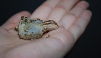 Owner Holding A Hatching Bearded Dragon