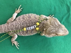 Personalized and Adjustable Bearded Dragon Leash