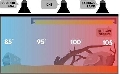 Our Bearded Dragon Tank Temperatures and Humidity Levels 