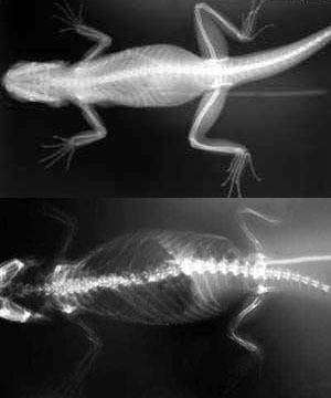 Radiograph of Bearded Dragon with Metabolic Bone Disease