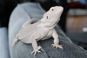 Rare Bearded Dragon Morph