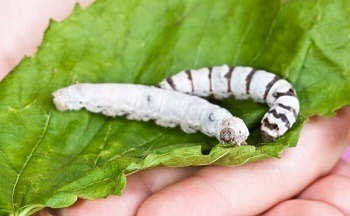 Silkworms