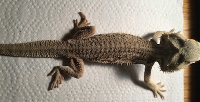 Skinny bearded dragon