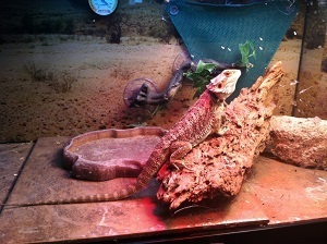 Smelly Bearded Dragon Tank