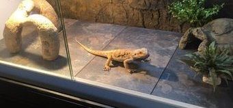 Tile substrate in bearded dragon tank