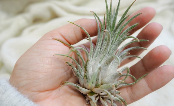 Tillandsia Ionantha, a safe plants for bearded dragons