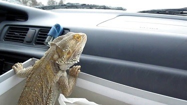 How to Travel With a Bearded Dragon in a Car?