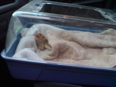 Bearded dragon travel carrier best sale