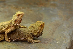 Dua Bearded Dragon Mating