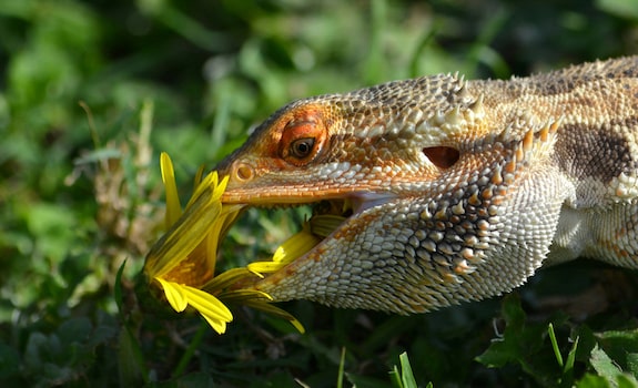 What flowers can bearded dragons eat