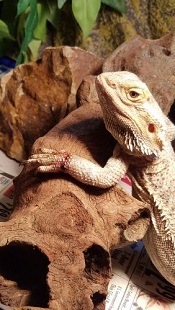 Wounded Bearded Dragon