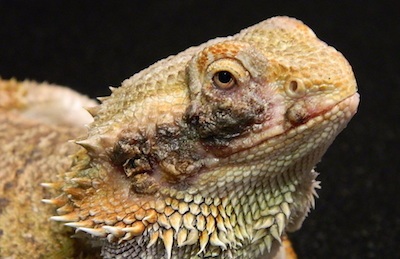 Yellow Fungus on Bearded Dragon