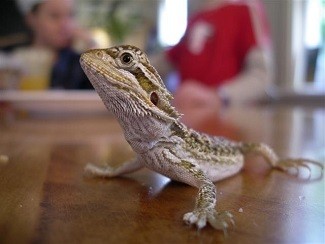 Young Juvenile Bearded Dragon
