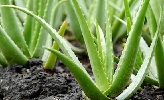 aloe vera, another of the plants safe for bearded dragons