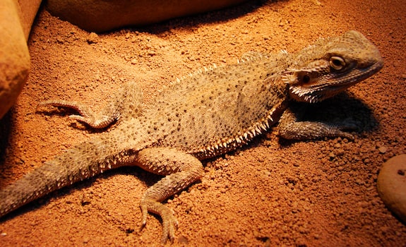 What You Need To Know Before Owning a Bearded Dragon - AZPetVet