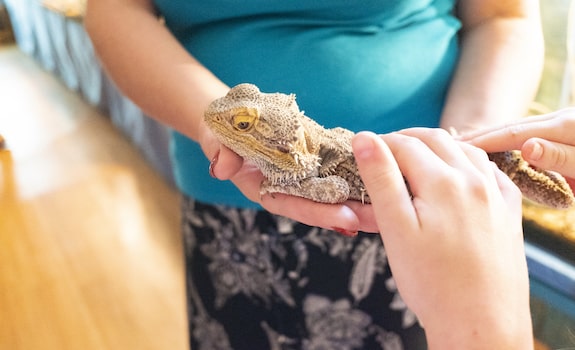 bearded dragon and dog