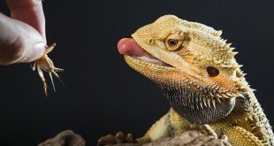 baby bearded dragon eating cricket