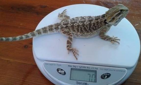 baby bearded dragon weight