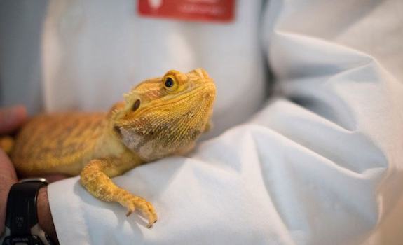 bearded dragon at the vet