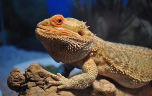 Bearded Dragon Lighting: Guide for Beginners (15+ Pictures)