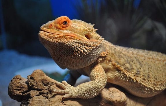 bearded dragon cage lights at night