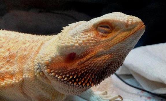 bearded dragon closing eyes while basking