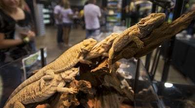 bearded dragon convention