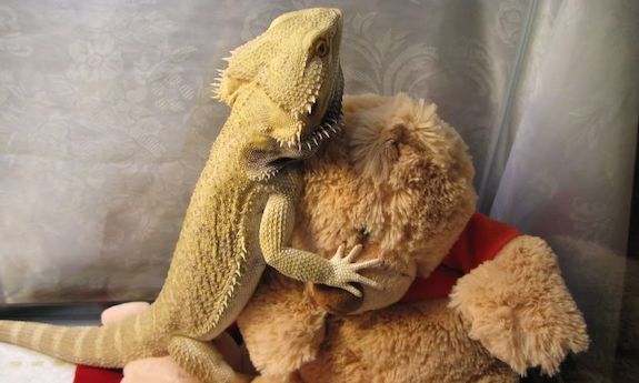 bearded dragon cuddling teddy bear