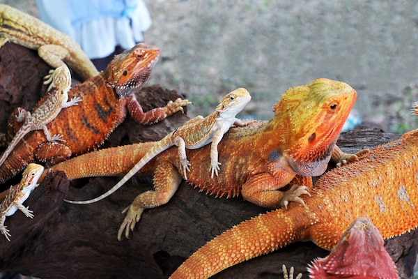 How Big Do Bearded Dragons Get Size Growth Charts Included