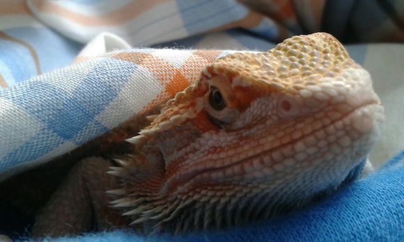 bearded dragon in blanket