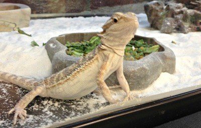 bearded dragon in tank