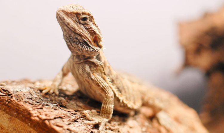 bearded dragon on wood