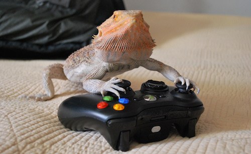 bearded dragon playing video games