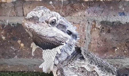 The Language of the Bearded Dragon's Beard