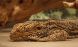 Bearded Dragon Brumation: All FAQs Explained & What to Do