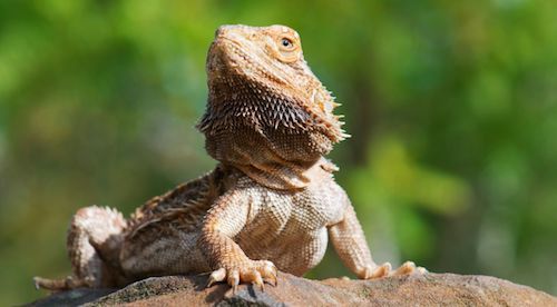 bearded dragon sunning itself