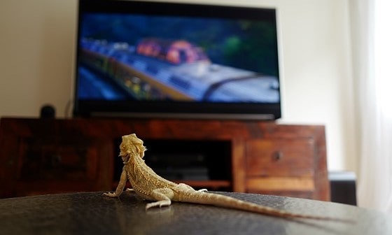 bearded dragon watching television