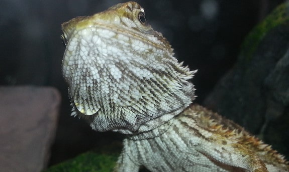 bearded dragon with stress marks