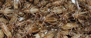crickets