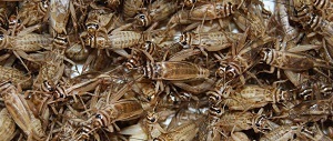 Here's How Many Crickets You Should Feed Your Bearded Dragon...