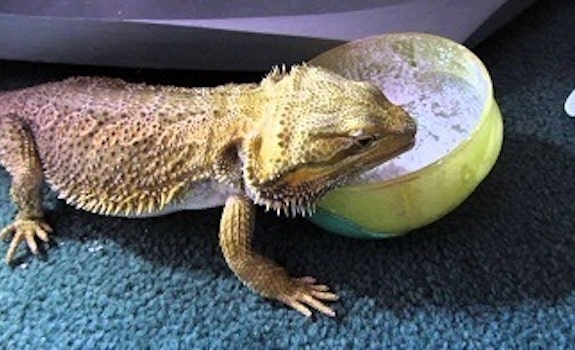 do bearded dragons need calcium