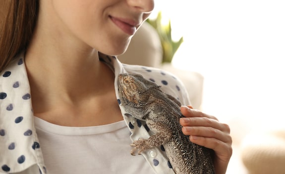 friendly bearded dragon